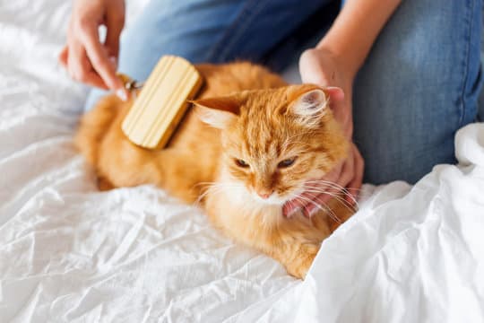 Full Cat Care